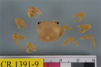 藏品(紅螯螳臂蟹)的圖片